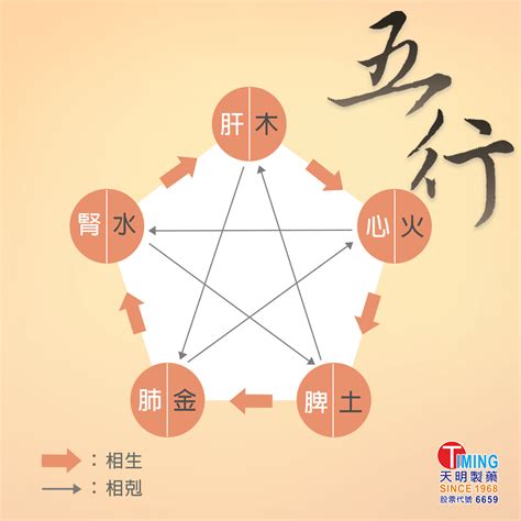 五行 五臟六腑|中醫知識 